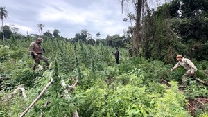 Fiscalía y SENAD destruyen 12 hectáreas de marihuana en zona boscosa de Ñacunday - ADN Digital