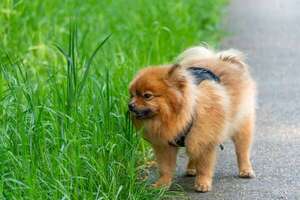 ¿El pasto es realmente un digestivo? Lo que dice la ciencia sobre este hábito de los perros - Mascotas - ABC Color