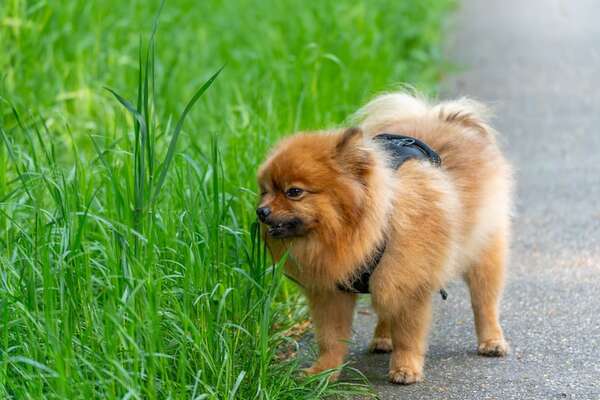 ¿El pasto es realmente un digestivo? Lo que dice la ciencia sobre este hábito de los perros - Mascotas - ABC Color