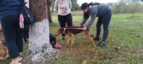 Realizan jornada gratuita de castración en el barrio Chaipe