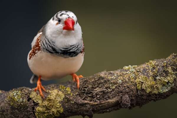 La neurogénesis en aves: una esperanza para tratar el alzhéimer - Ciencia - ABC Color