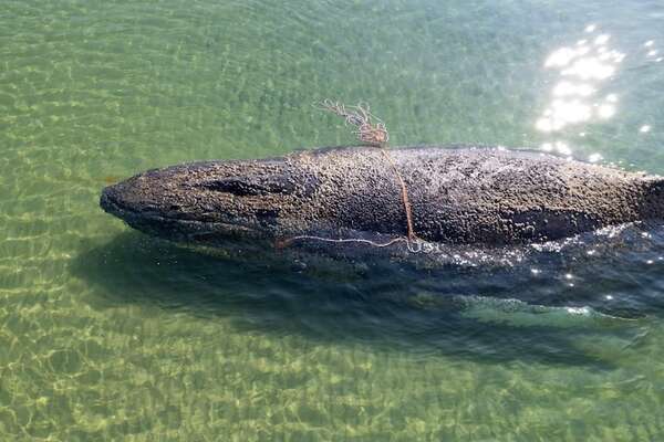 Video: el rescate de la ballena Timmy varada en Alemania entra en fase crítica - Ciencia - ABC Color