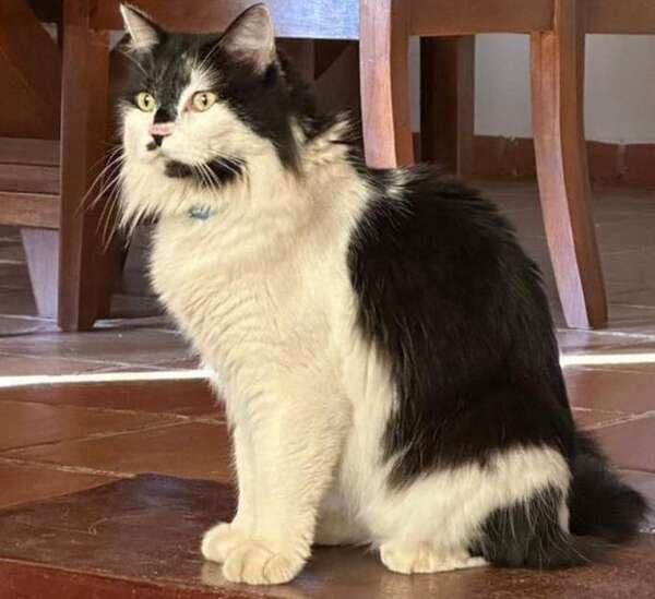 Floki - Encontrá a tu mascota - ABC Color