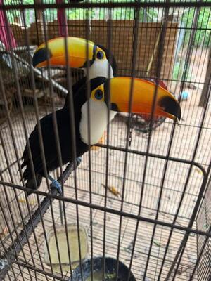 Operativo en Emboscada: Detienen a capataz por muerte de un perro y hallan aves silvestres