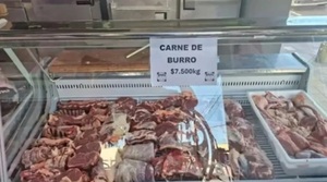 Carne de burro en Argentina: plan piloto busca alternativa más barata