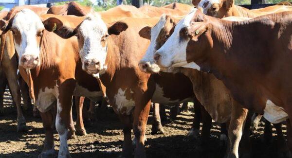 México realizará visita técnica para convertirse en el próximo destino de la carne paraguaya