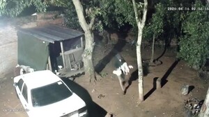 Harto de los robos, salvó a sus gallinas instalando una cámara con alarma