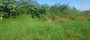 Cambyretá intensifica medidas contra terrenos baldíos descuidados