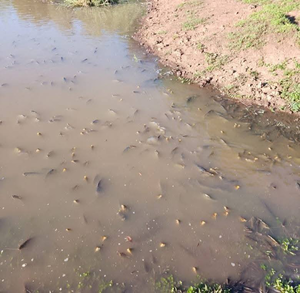Diputados exige respuestas al MADES por contaminación en Caazapá