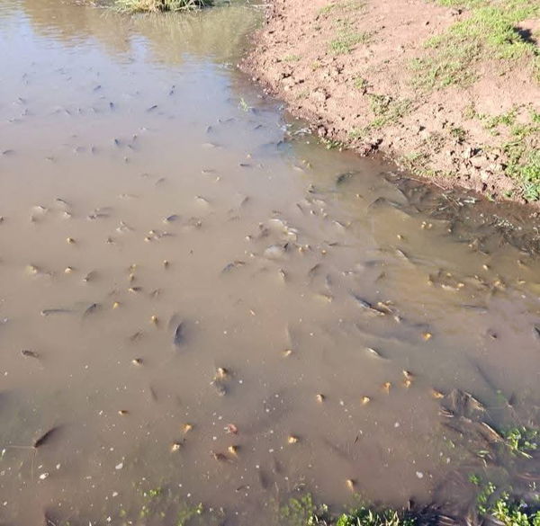 Diputados exige respuestas al MADES por contaminación en Caazapá