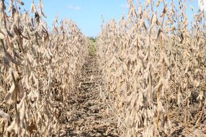 Productores se adaptan a las condiciones del Chaco para lograr exitoso desarrollo de la soja - ADN Digital