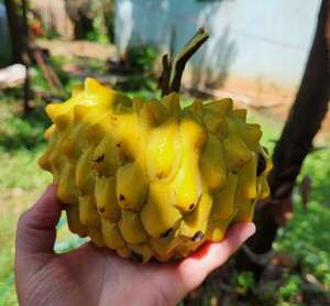 La chirimoya sorprende en Cabañas: una fruta poco común que despierta curiosidad - Nacionales - ABC Color