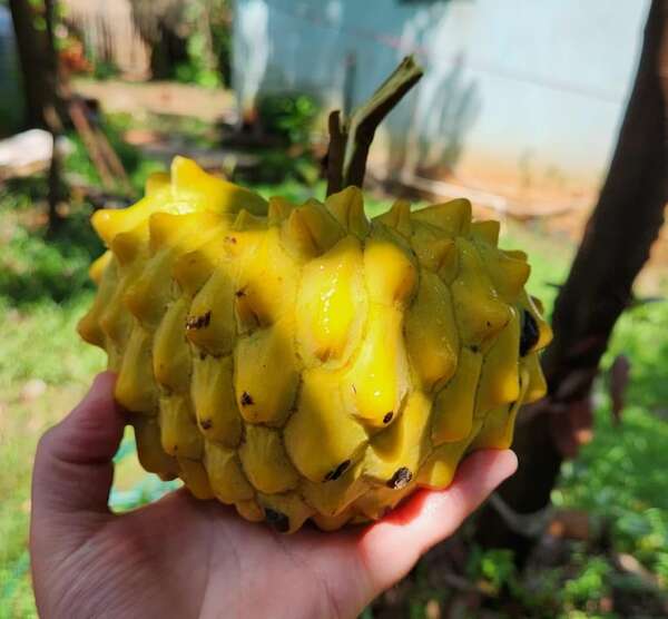 La chirimoya sorprende en Cabañas: una fruta poco común que despierta curiosidad - Nacionales - ABC Color