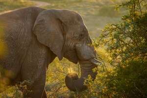 El radar nasal del elefante africano: ¿tiene mejor olfato que los perros? - Ciencia - ABC Color