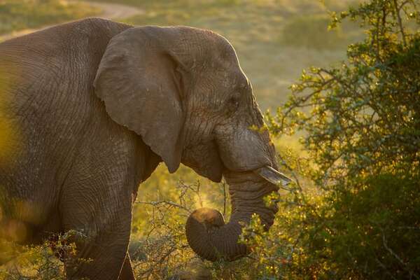 El radar nasal del elefante africano: ¿tiene mejor olfato que los perros? - Ciencia - ABC Color