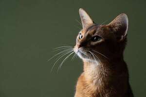 El lenguaje de los bigotes: lo que dicen sobre el ánimo de tu gato - Mascotas - ABC Color