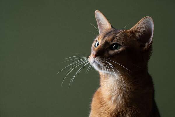 El lenguaje de los bigotes: lo que dicen sobre el ánimo de tu gato - Mascotas - ABC Color