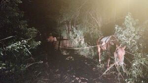 Incautan animales presuntamente robados en Paso Horqueta - Concepción al Día