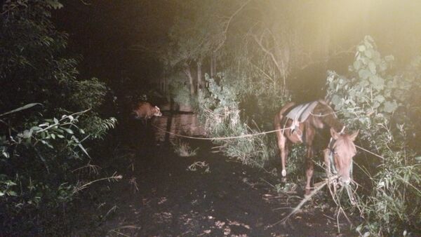 Incautan animales presuntamente robados en Paso Horqueta - Concepción al Día