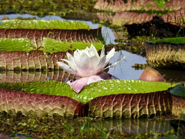 El Irupé: la reina que abre sus pétalos de noche