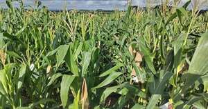 La Nación / Cultivo de soja creció casi 50 mil hectáreas frente a merma de maíz y arroz