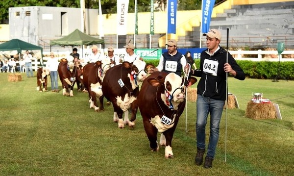 Ganadera Las Pampas se destacó con el mejor lote en la Expo Nacional Braford - ADN Digital