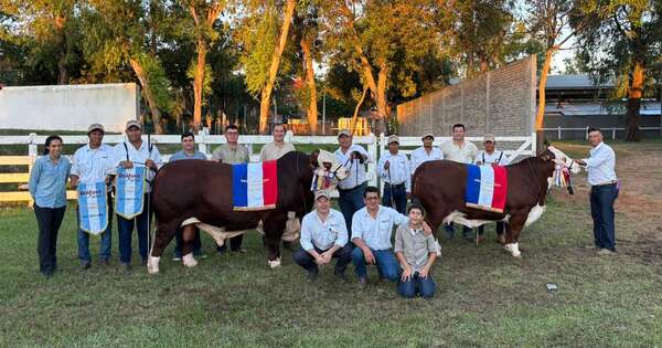 Diario HOY | Tres ejemplares de Ganadera Las Pampas resultan ganadores en la Expo Nacional Braford