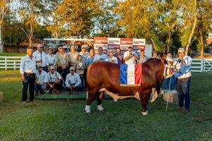 Braford impuso su potencia en machos: genética que empuja más carne y futuro