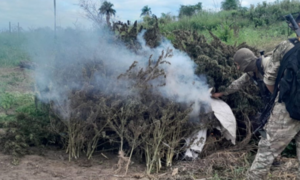 SENAD y Policía Federal de Brasil anulan 291 toneladas de marihuana en Canindeyú - OviedoPress