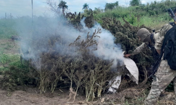 SENAD y Policía Federal de Brasil anulan 291 toneladas de marihuana en Canindeyú - OviedoPress
