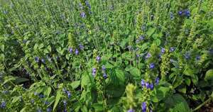 La Nación / Chía comenzó el primer trimestre con expansión en exportaciones