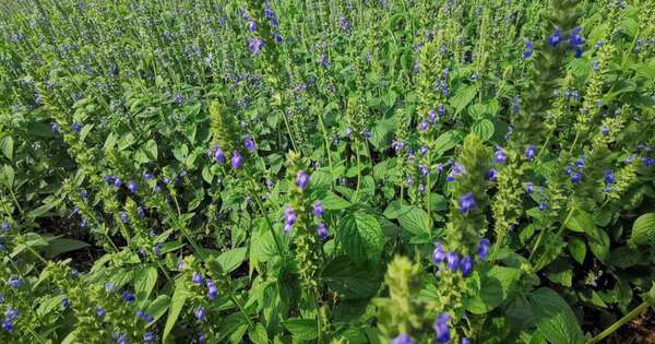 La Nación / Chía comenzó el primer trimestre con expansión en exportaciones