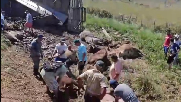 Más de 1000 vecinos carnearon vacas ajenas tras vuelco de transganado