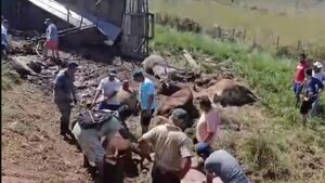 MÁS DE 1000 VECINOS CARNEARON VACAS AJENAS TRAS VUELCO DE TRANSGANADO