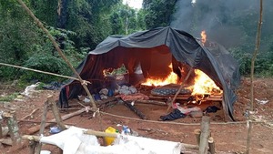 Operativo “Nueva Alianza 54” elimina más de 290 toneladas de cannabis en Canindeyú