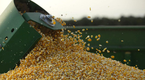 Conflicto en medio oriente hace que productores trabajen a pérdida muchas veces, afirman