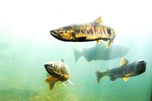 La contaminación por cocaína altera el movimiento del salmón en su hábitat natural - Ciencia - ABC Color