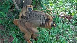 ¡El mono más chuchi de Ypané: Come chipa guasu y sopa!