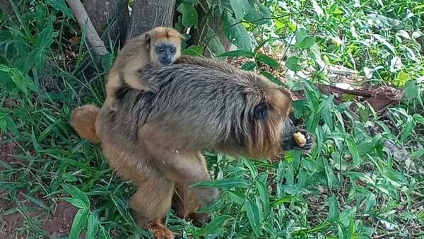 ¡El mono más chuchi de Ypané: Come chipa guasu y sopa!