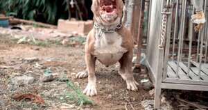 Diario HOY | Impulsan normas para la tenencia responsable de perros de razas fuertes