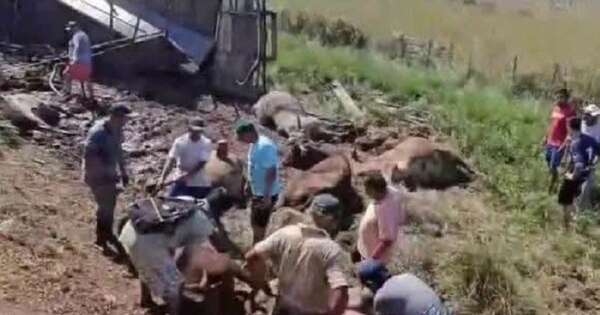 Diario HOY | “Avivados” faenaron vacas tras vuelco de camión transganado en Caapucú