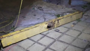 Más de 300 familias afectadas en inmediaciones del Defensores del Chaco por inadaptados