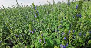 La Nación / Chía, con expansión en envíos, a marzo