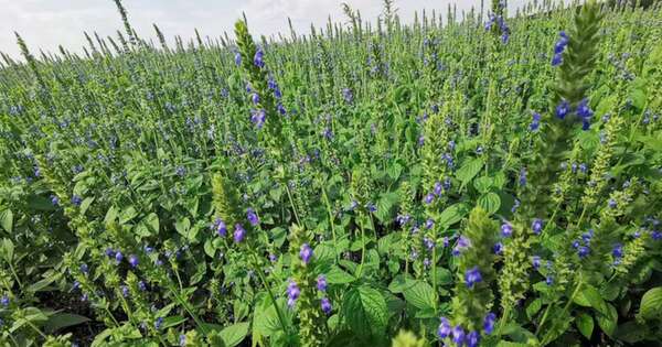La Nación / Chía, con expansión en envíos, a marzo