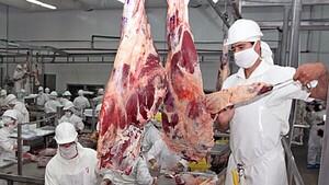 Predomina categoría Superior en cabezas de ganado exportable