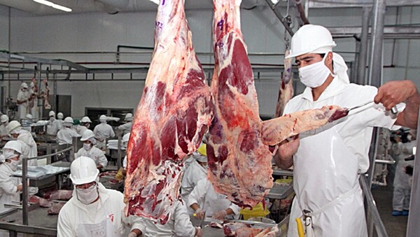 Predomina categoría Superior en cabezas de ganado exportable