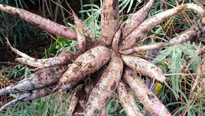 Se inicia ciclo de cosecha de mandioca