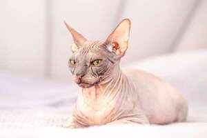 Elegancia felina: nombres inspirados en la mitología egipcia para gatos con aires de realeza - Mascotas - ABC Color