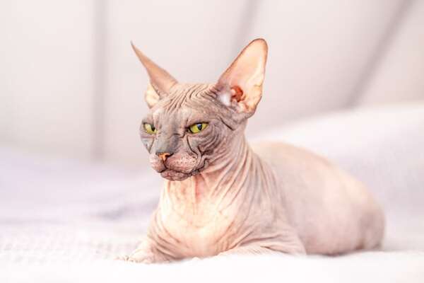 Elegancia felina: nombres inspirados en la mitología egipcia para gatos con aires de realeza - Mascotas - ABC Color