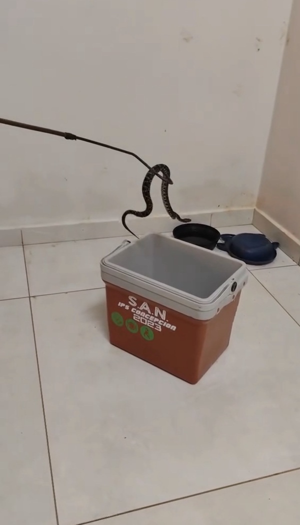 Rescatan dos serpientes yarará en una vivienda particular - Concepción al Día